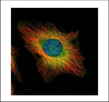 USP11 Antibody in Immunocytochemistry (ICC/IF)