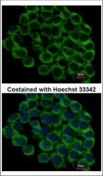 HSP90 beta Antibody in Immunocytochemistry (ICC/IF)