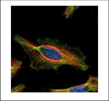 KNP-I Antibody in Immunocytochemistry (ICC/IF)
