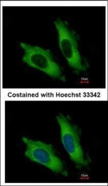 eIF4A2 Antibody in Immunocytochemistry (ICC/IF)