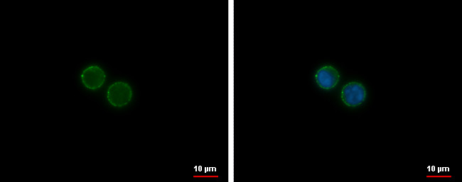 CD19 Antibody in Immunocytochemistry (ICC/IF)