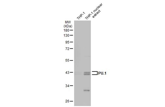 PU.1 Antibody in Western Blot (WB)