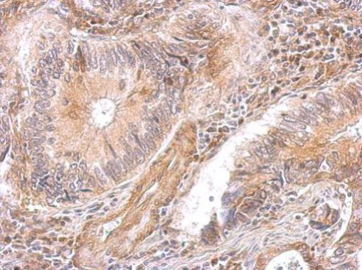 DAP5 Antibody in Immunohistochemistry (Paraffin) (IHC (P))