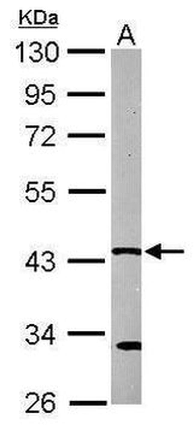 GNAI2 Antibody in Western Blot (WB)