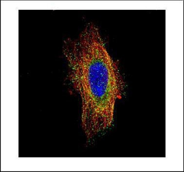 HGS Antibody in Immunocytochemistry (ICC/IF)