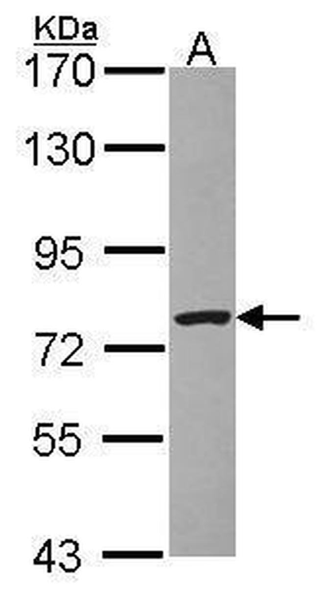 DREF Antibody in Western Blot (WB)