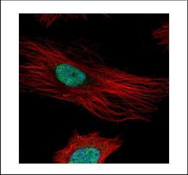 Fibrillarin Antibody in Immunocytochemistry (ICC/IF)