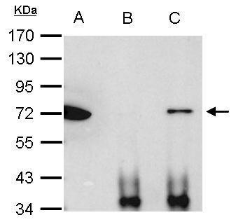 Ku70 Antibody in Immunoprecipitation (IP)