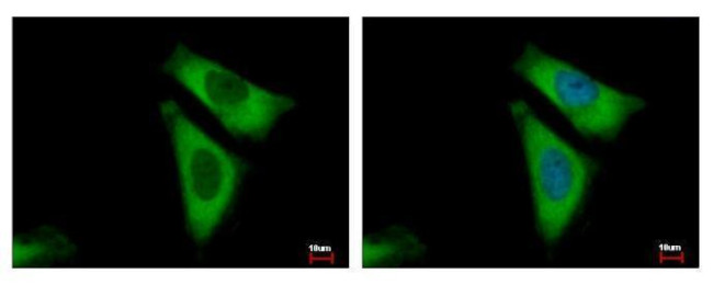RPL29 Antibody in Immunocytochemistry (ICC/IF)