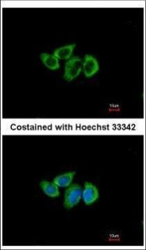 RPL3 Antibody in Immunocytochemistry (ICC/IF)