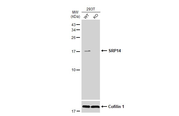 SRP14 Antibody in Western Blot (WB)