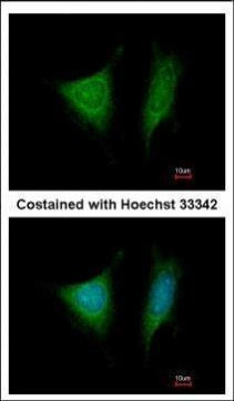 eIF3i Antibody in Immunocytochemistry (ICC/IF)