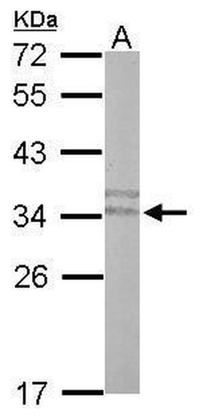 PLSCR3 Antibody in Western Blot (WB)