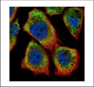 HAX1 Antibody in Immunocytochemistry (ICC/IF)