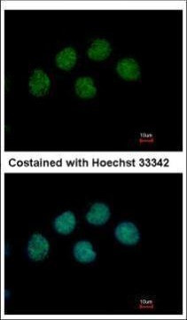 COBRA1 Antibody in Immunocytochemistry (ICC/IF)
