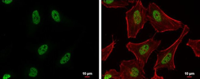 PUF60 Antibody in Immunocytochemistry (ICC/IF)