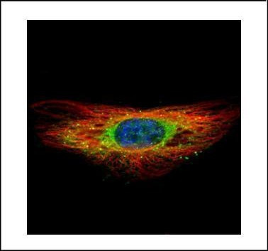 DIAPH1 Antibody in Immunocytochemistry (ICC/IF)