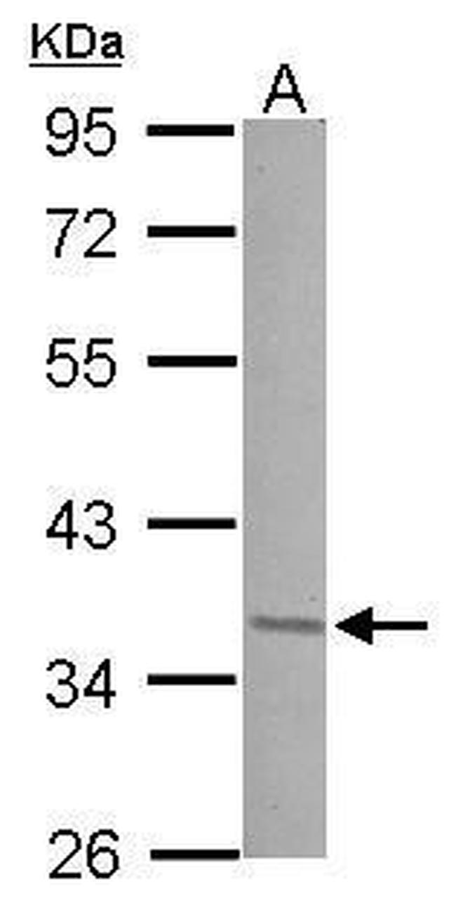 JunD Antibody in Western Blot (WB)