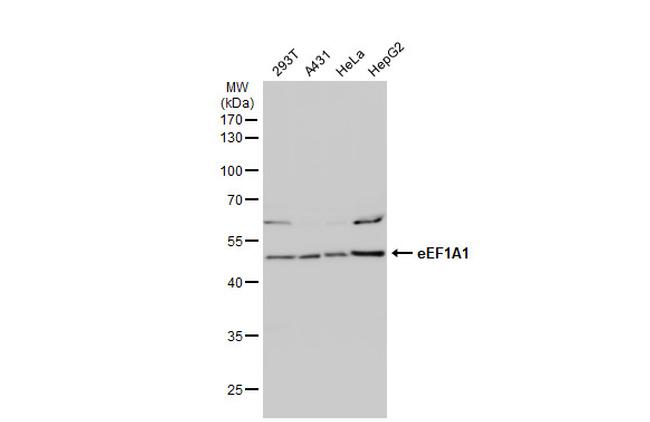 EEF1A1 Antibody in Western Blot (WB)