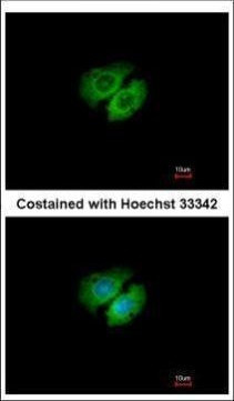 AHA1 Antibody in Immunocytochemistry (ICC/IF)