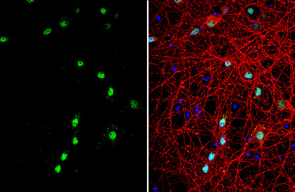 CLOCK Antibody in Immunocytochemistry (ICC/IF)