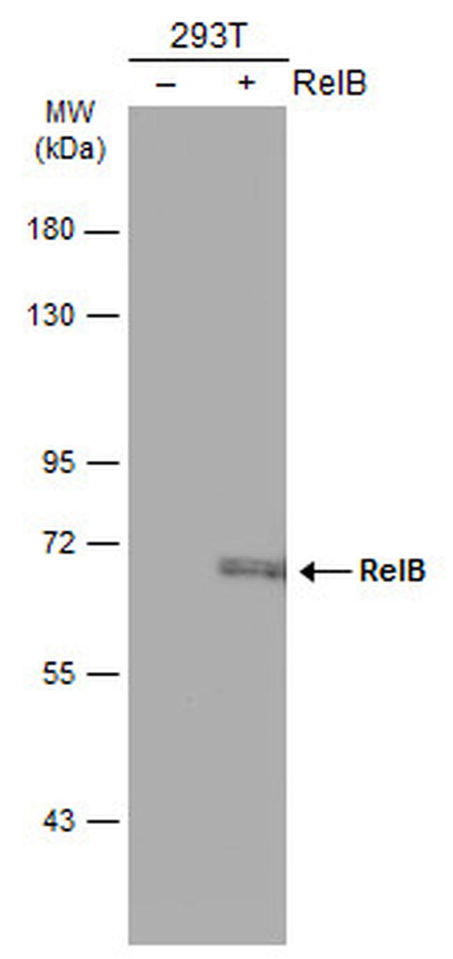 RelB Antibody in Western Blot (WB)
