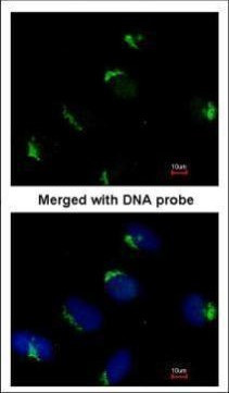 BAG1 Antibody in Immunocytochemistry (ICC/IF)
