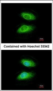 IRAK2 Antibody in Immunocytochemistry (ICC/IF)