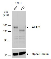 AKAP1 Antibody in Western Blot (WB)