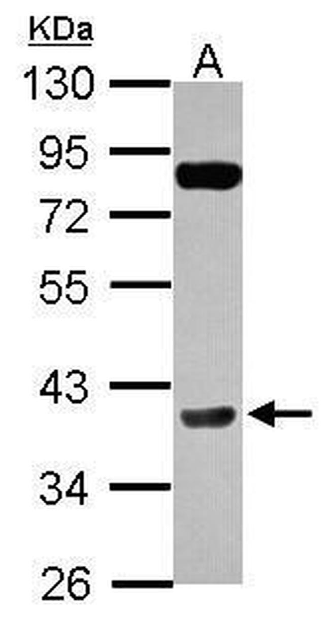 Cyclin H Antibody in Western Blot (WB)