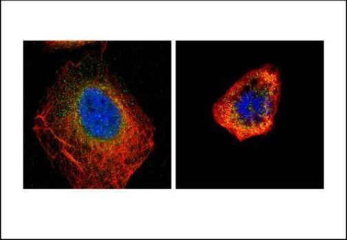 Cdc25C Antibody in Immunocytochemistry (ICC/IF)
