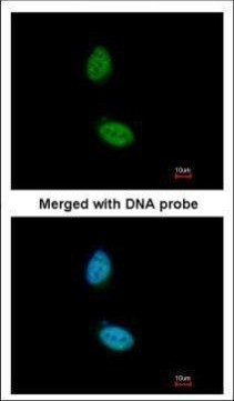 ZNF134 Antibody in Immunocytochemistry (ICC/IF)
