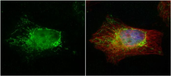PTER Antibody in Immunocytochemistry (ICC/IF)