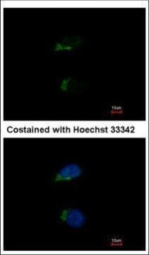 JIK Antibody in Immunocytochemistry (ICC/IF)