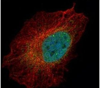 PKC lambda/iota Antibody in Immunocytochemistry (ICC/IF)