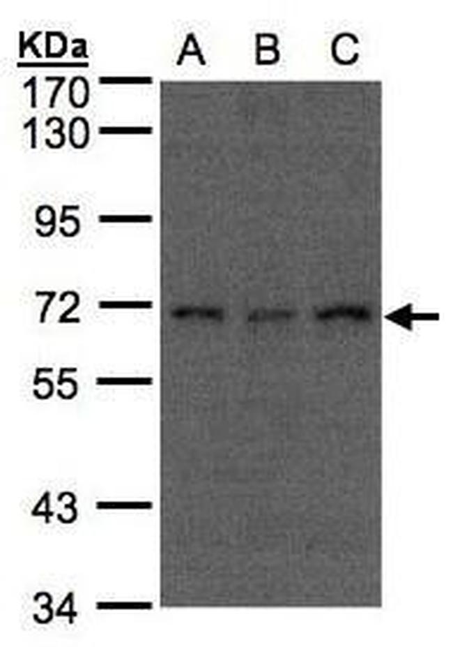 APC6 Antibody in Western Blot (WB)