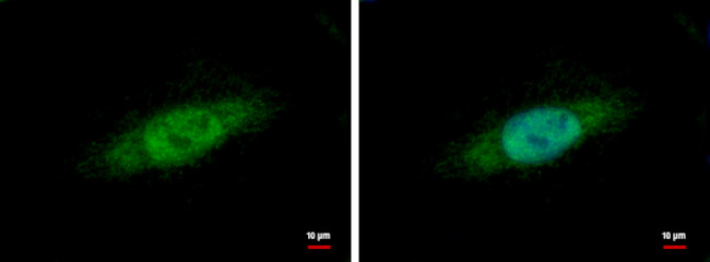 Nuclear Matrix Protein p84 Antibody in Immunocytochemistry (ICC/IF)