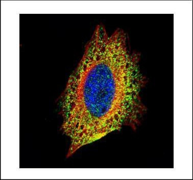 STIP1 Antibody in Immunocytochemistry (ICC/IF)