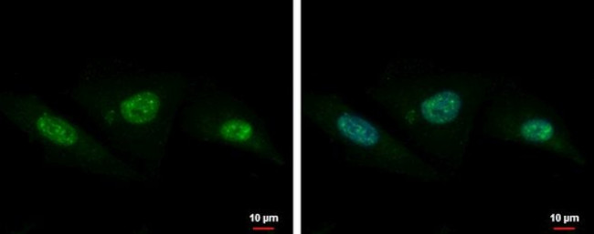 USP18 Antibody in Immunocytochemistry (ICC/IF)