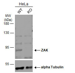 ZAK Antibody in Western Blot (WB)