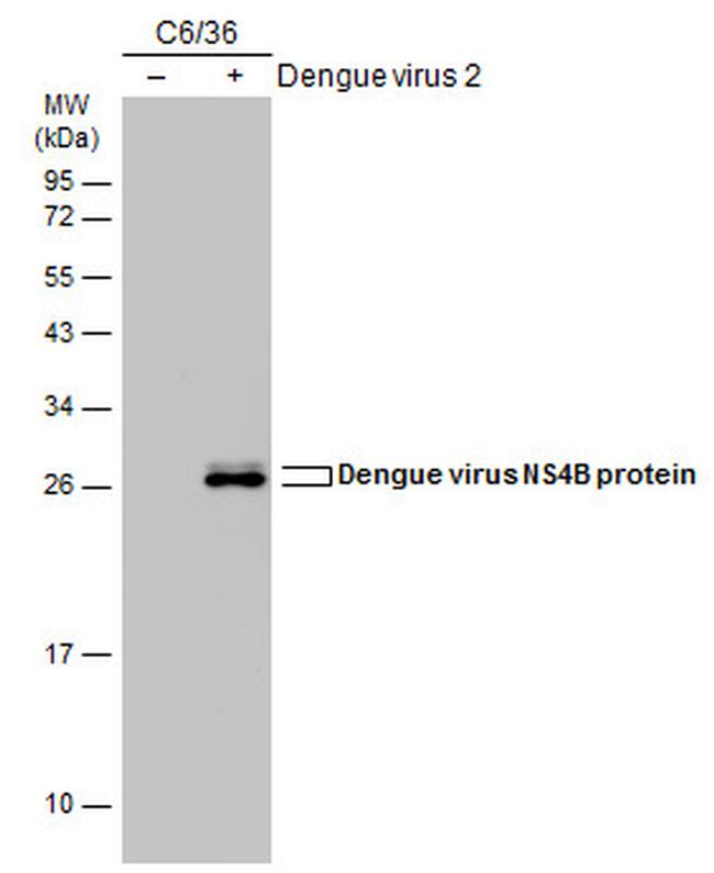Dengue Virus Type 2 NS4B Antibody in Western Blot (WB)