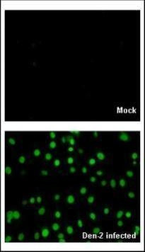 Dengue Virus Type 2 NS5 Antibody in Immunocytochemistry (ICC/IF)
