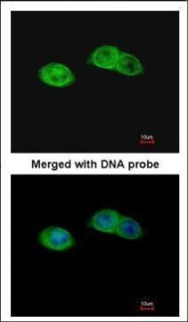 RISC Antibody in Immunocytochemistry (ICC/IF)