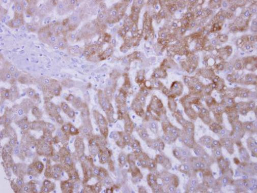 FMO3 Antibody in Immunohistochemistry (Paraffin) (IHC (P))