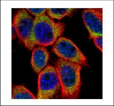 PSKH1 Antibody in Immunocytochemistry (ICC/IF)