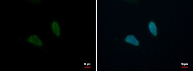 BLZF1 Antibody in Immunocytochemistry (ICC/IF)