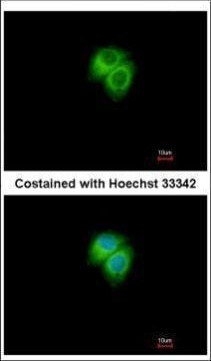 Adenylate Kinase 7 Antibody in Immunocytochemistry (ICC/IF)