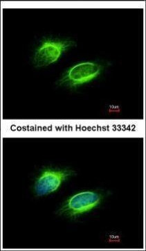 PAPSS1 Antibody in Immunocytochemistry (ICC/IF)