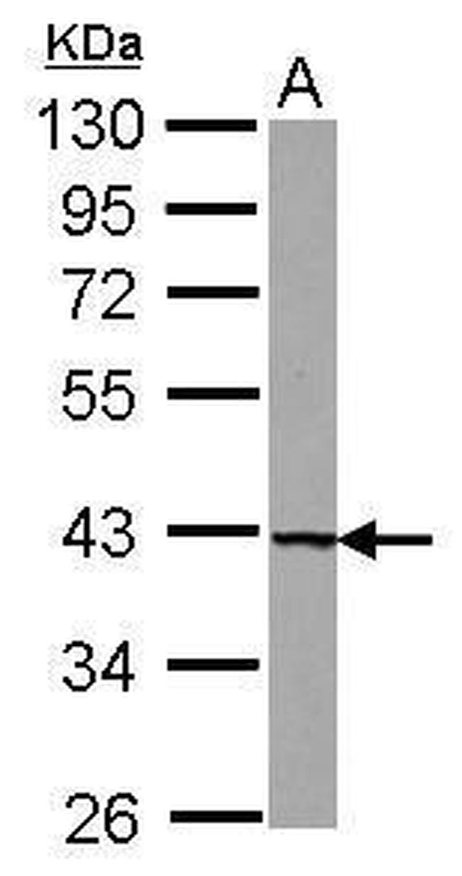 UROD Antibody in Western Blot (WB)