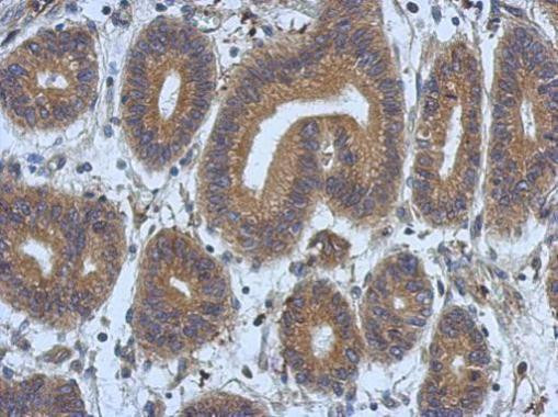 DNAJB12 Antibody in Immunohistochemistry (Paraffin) (IHC (P))